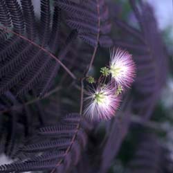 Albizia julibrissin 'Summer chocolate' / Albizia julibrissin 'Summer chocolate'